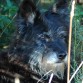 Cundo los paseos son largos (casi siempre), le gusta tumbarse a la sombra para observar cómo juegan los perros pequeños y más jóvenes. Se diría que medita sobre cosas trascendentales, por lo serio que se pone.